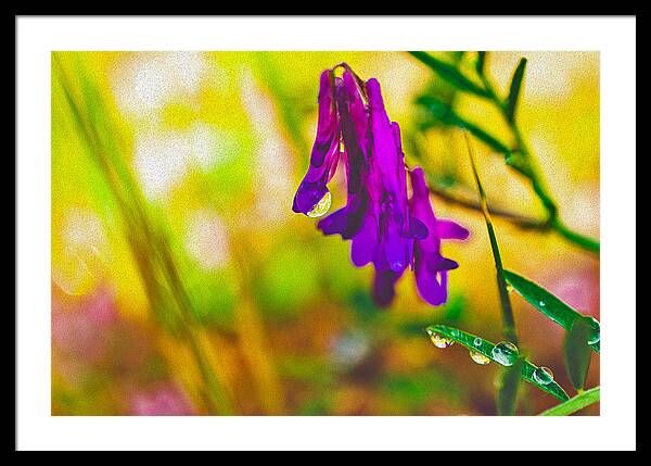 Purple Flowers with a Water Drop  - Framed Print