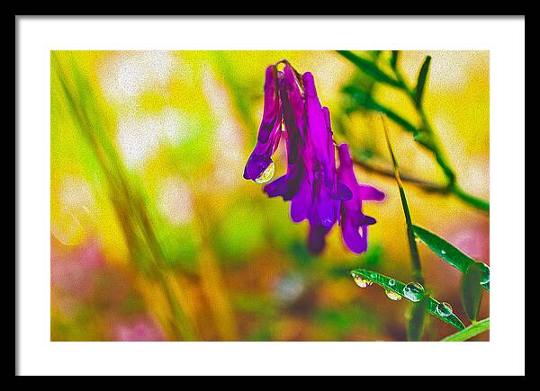 Purple Flowers with a Water Drop  - Framed Print