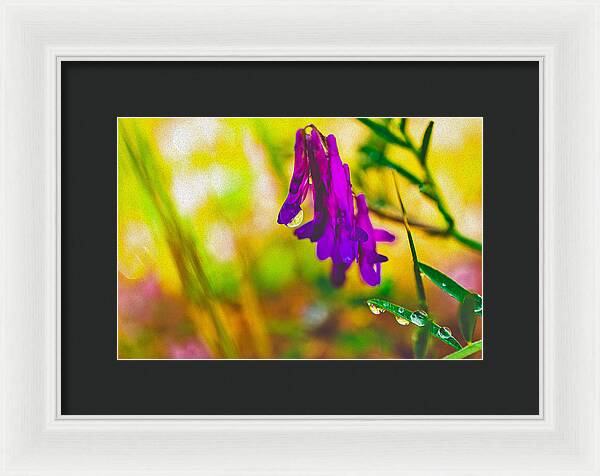 Purple Flowers with a Water Drop  - Framed Print