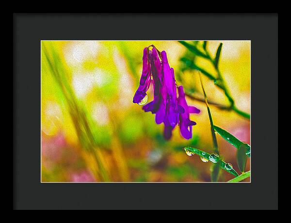 Purple Flowers with a Water Drop  - Framed Print