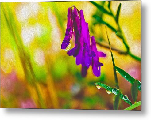Purple Flowers with a Water Drop  - Metal Print