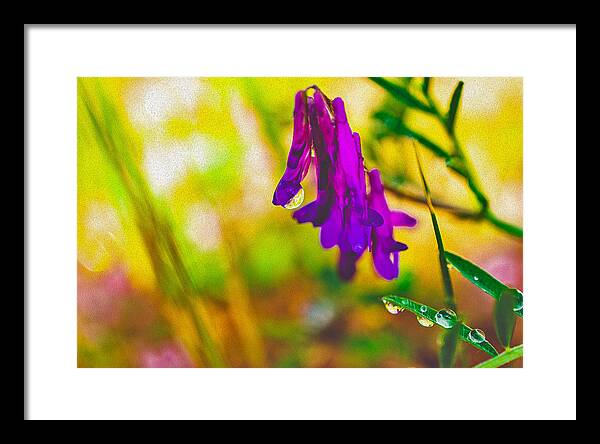 Purple Flowers with a Water Drop  - Framed Print
