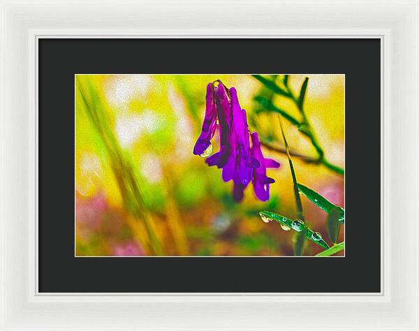 Purple Flowers with a Water Drop  - Framed Print