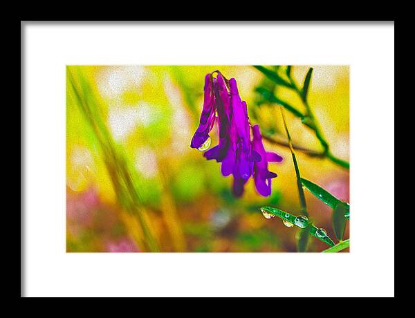 Purple Flowers with a Water Drop  - Framed Print