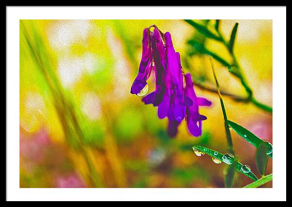 Purple Flowers with a Water Drop  - Framed Print