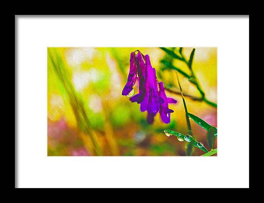 Purple Flowers with a Water Drop  - Framed Print