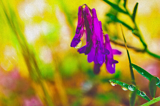 Purple Flowers with a Water Drop  - Art Print