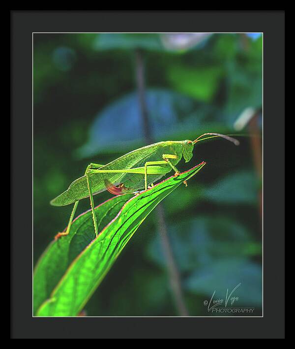 Ready for Lift off Adult Caedicia on a Leaf - Framed Print