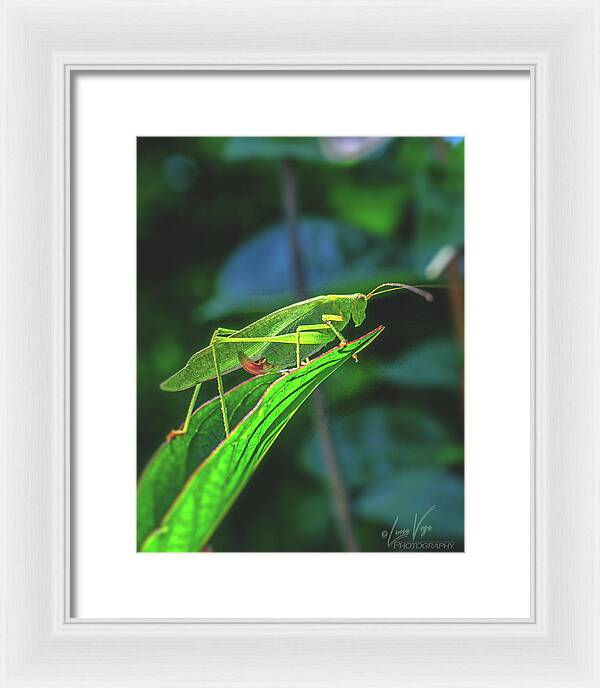 Ready for Lift off Adult Caedicia on a Leaf - Framed Print