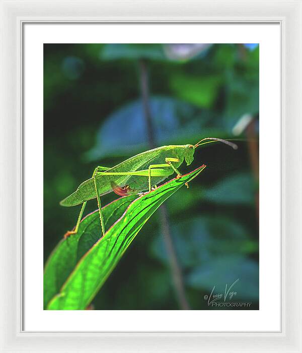 Ready for Lift off Adult Caedicia on a Leaf - Framed Print