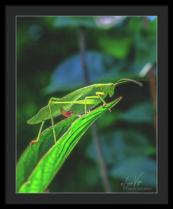 Ready for Lift off Adult Caedicia on a Leaf - Framed Print