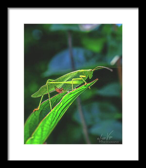 Ready for Lift off Adult Caedicia on a Leaf - Framed Print
