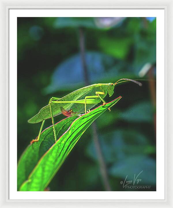 Ready for Lift off Adult Caedicia on a Leaf - Framed Print
