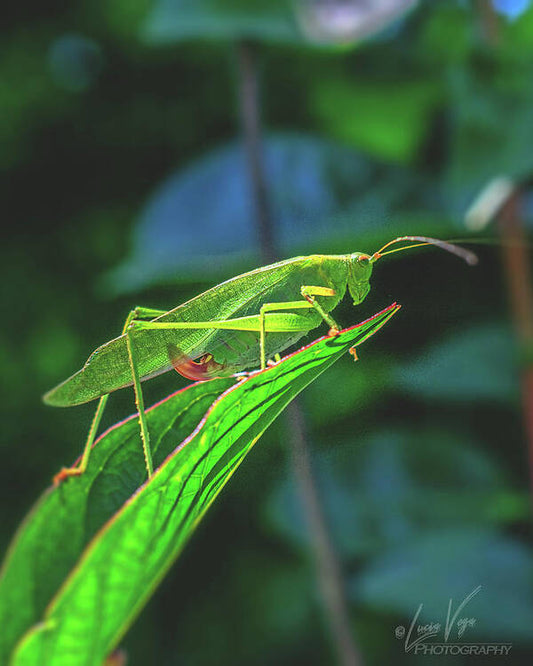 Ready for Lift off Adult Caedicia on a Leaf - Art Print