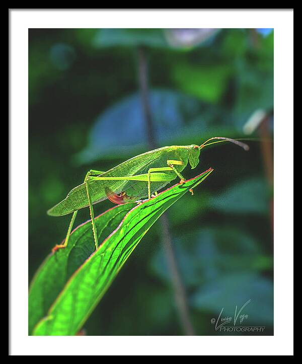 Ready for Lift off Adult Caedicia on a Leaf - Framed Print