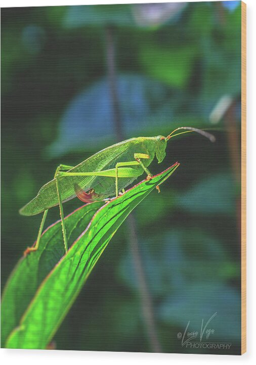 Ready for Lift off Adult Caedicia on a Leaf - Wood Print