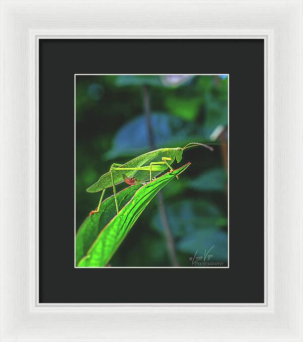 Ready for Lift off Adult Caedicia on a Leaf - Framed Print