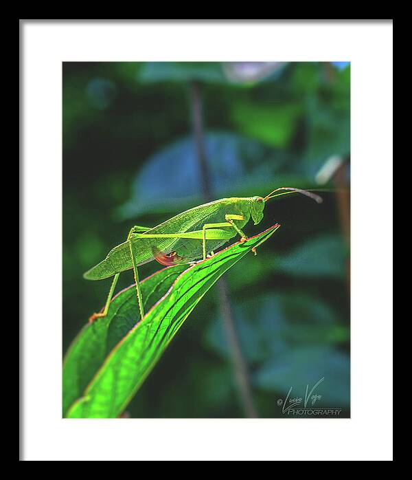Ready for Lift off Adult Caedicia on a Leaf - Framed Print
