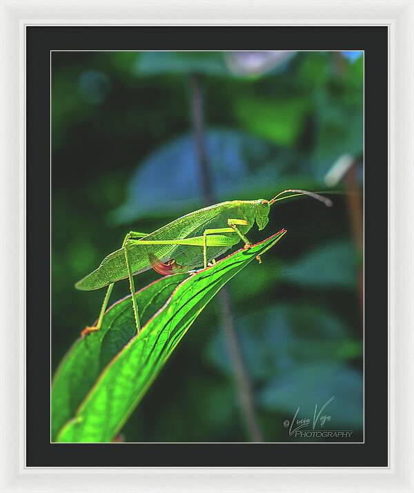 Ready for Lift off Adult Caedicia on a Leaf - Framed Print