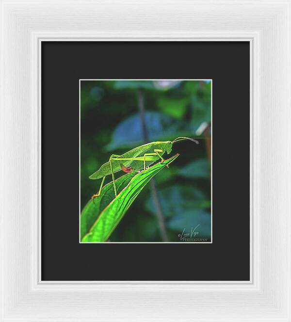Ready for Lift off Adult Caedicia on a Leaf - Framed Print