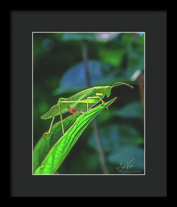 Ready for Lift off Adult Caedicia on a Leaf - Framed Print