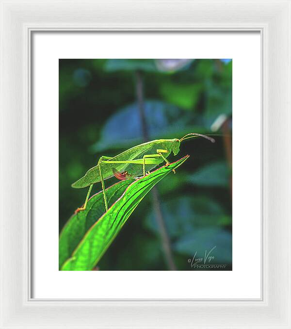 Ready for Lift off Adult Caedicia on a Leaf - Framed Print