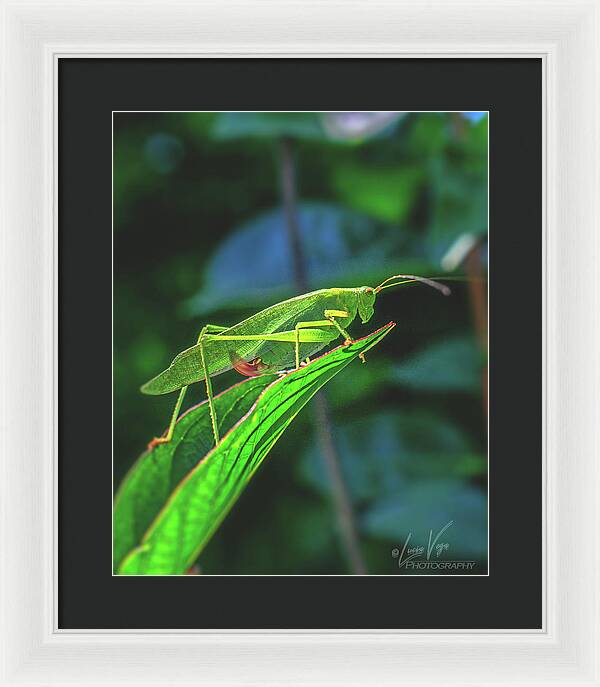 Ready for Lift off Adult Caedicia on a Leaf - Framed Print