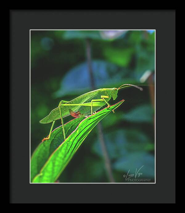 Ready for Lift off Adult Caedicia on a Leaf - Framed Print