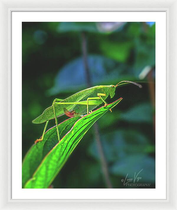 Ready for Lift off Adult Caedicia on a Leaf - Framed Print