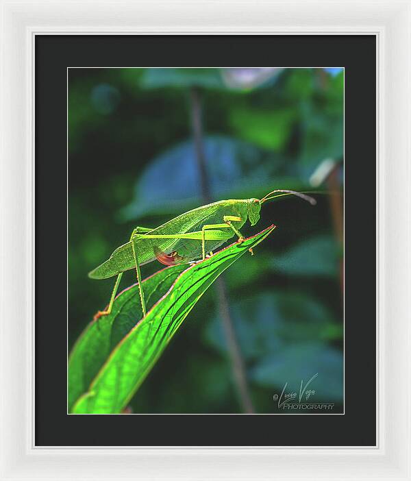 Ready for Lift off Adult Caedicia on a Leaf - Framed Print