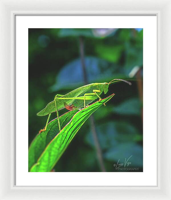 Ready for Lift off Adult Caedicia on a Leaf - Framed Print