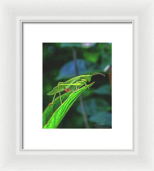Ready for Lift off Adult Caedicia on a Leaf - Framed Print