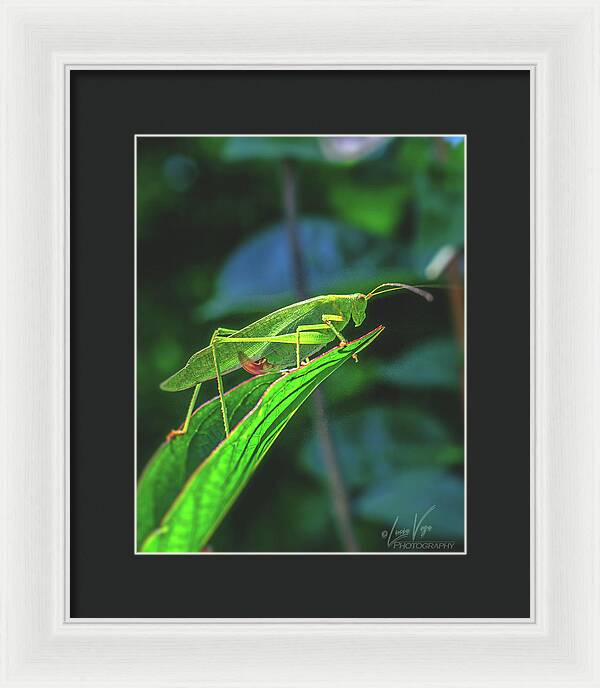 Ready for Lift off Adult Caedicia on a Leaf - Framed Print