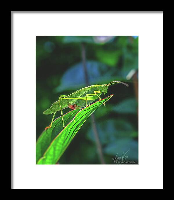 Ready for Lift off Adult Caedicia on a Leaf - Framed Print