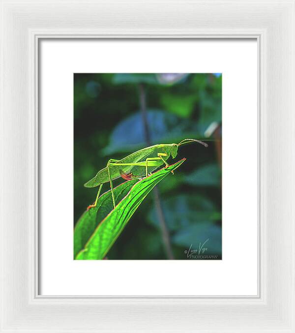 Ready for Lift off Adult Caedicia on a Leaf - Framed Print