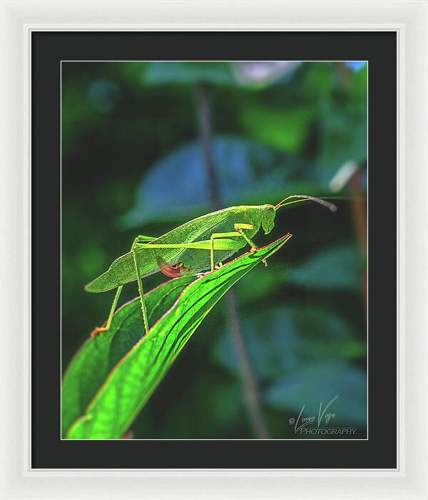Ready for Lift off Adult Caedicia on a Leaf - Framed Print