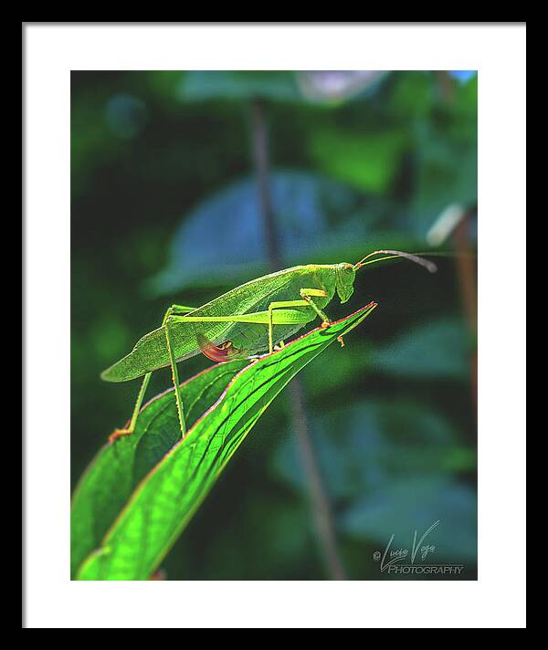 Ready for Lift off Adult Caedicia on a Leaf - Framed Print
