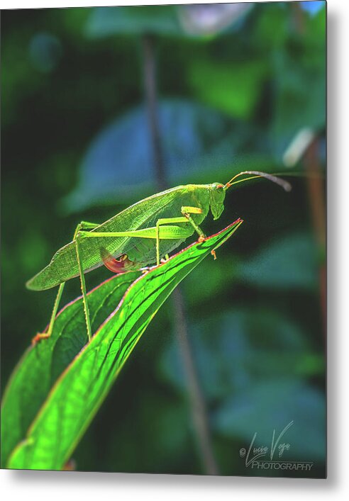 Ready for Lift off Adult Caedicia on a Leaf - Metal Print