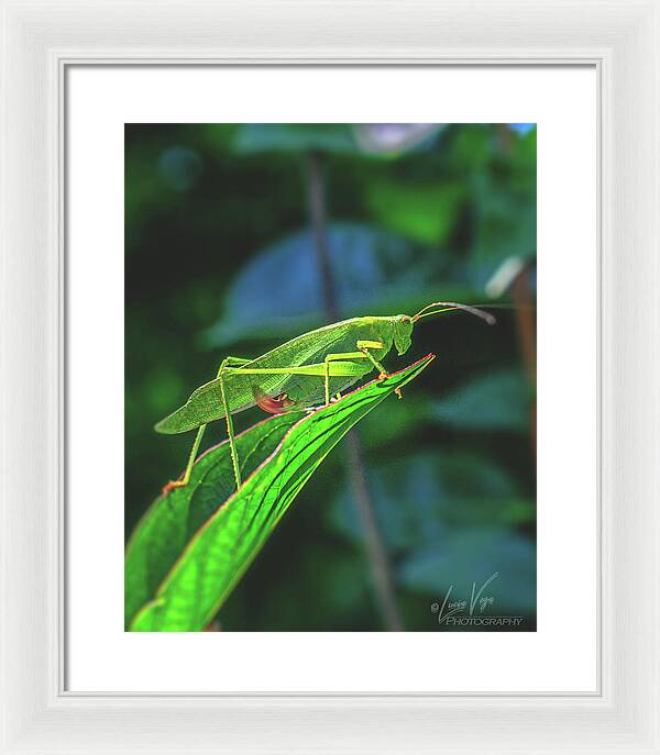 Ready for Lift off Adult Caedicia on a Leaf - Framed Print