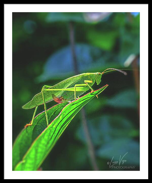 Ready for Lift off Adult Caedicia on a Leaf - Framed Print