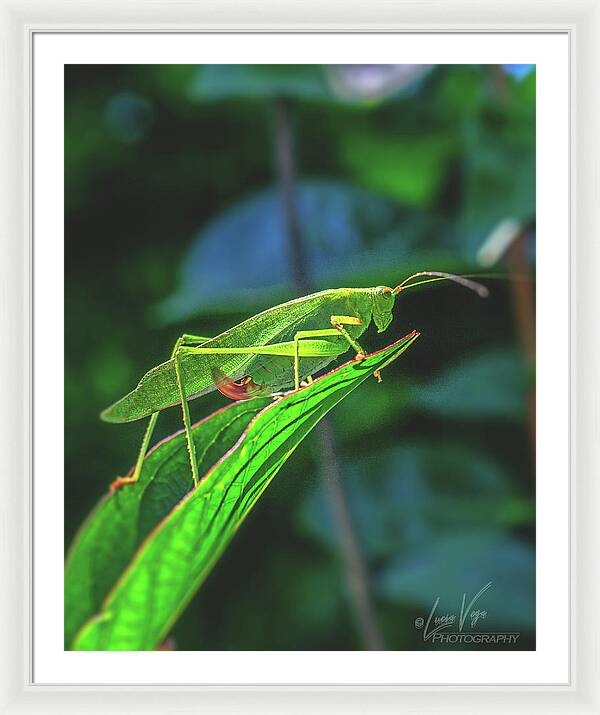 Ready for Lift off Adult Caedicia on a Leaf - Framed Print