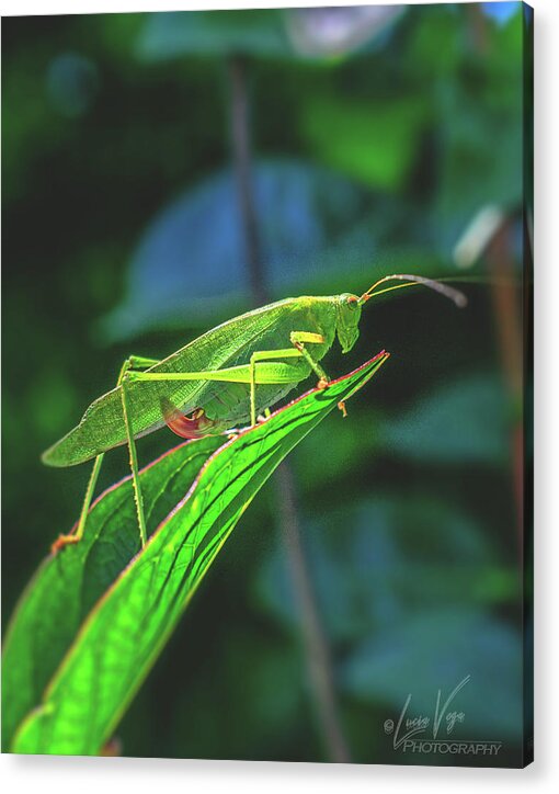 Ready for Lift off Adult Caedicia on a Leaf - Acrylic Print