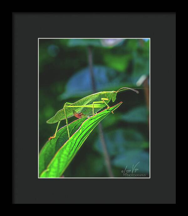 Ready for Lift off Adult Caedicia on a Leaf - Framed Print