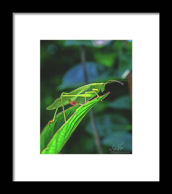 Ready for Lift off Adult Caedicia on a Leaf - Framed Print