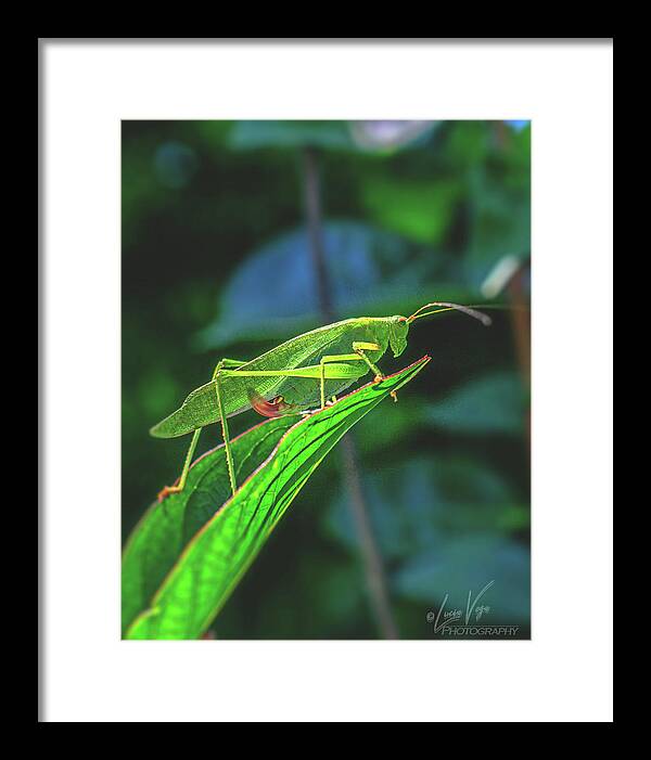 Ready for Lift off Adult Caedicia on a Leaf - Framed Print