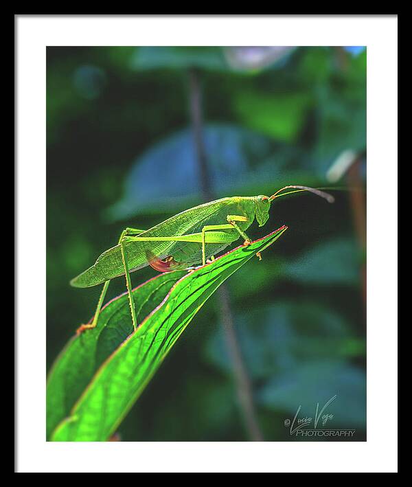 Ready for Lift off Adult Caedicia on a Leaf - Framed Print