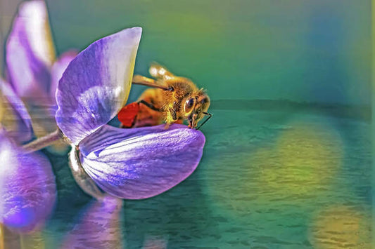 Ready for Lift Off from a Purple Flower - Art Print