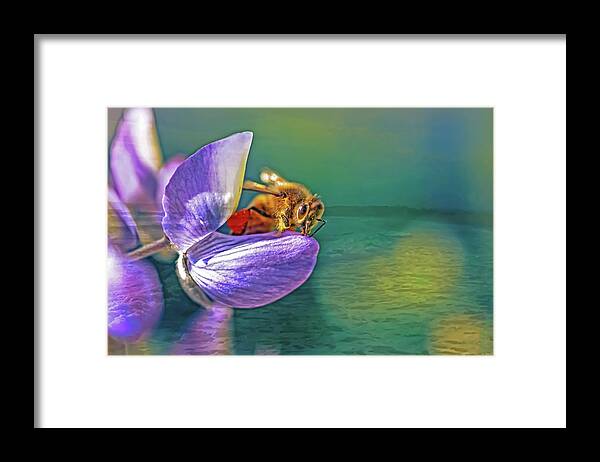 Ready for Lift Off from a Purple Flower - Framed Print