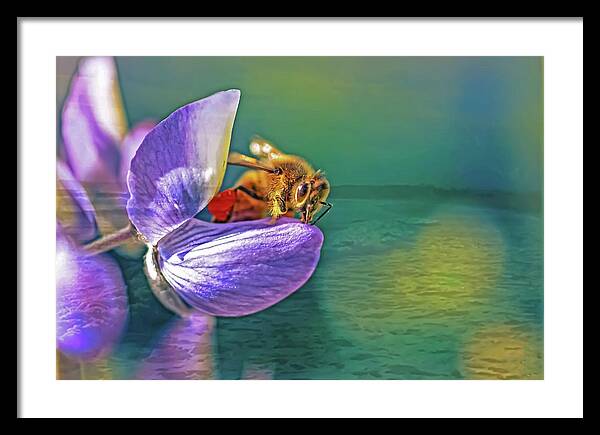 Ready for Lift Off from a Purple Flower - Framed Print