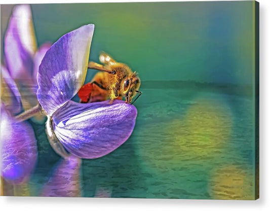 Ready for Lift Off from a Purple Flower - Acrylic Print